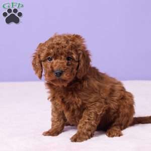 Moki, Miniature Poodle Puppy
